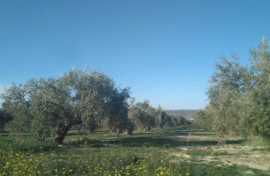 imagen 1 de Cortijo con 500 olivos ecológico en Letur