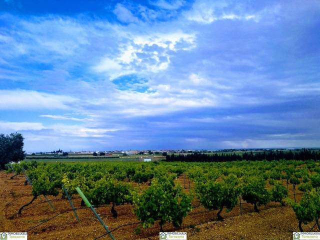 imagen 1 de Venta de viña en Madrigueras