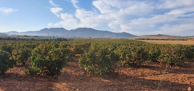 imagen 1 de Venta de viñedo en Zarza De Alange (Badajoz)