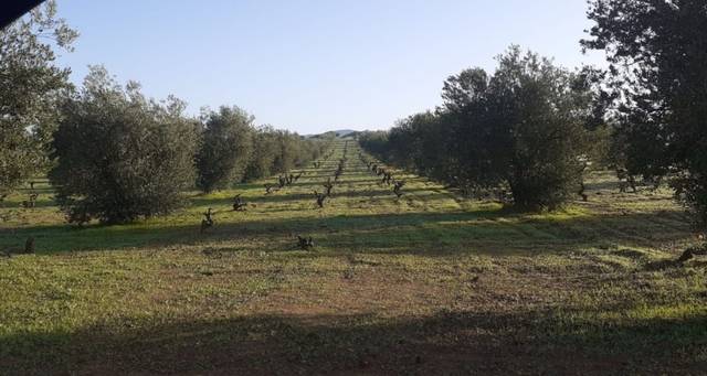 imagen 1 de Venta de olivar en Arroyo De San Serván (Badajoz)