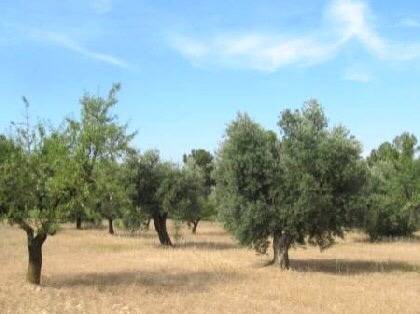 imagen 1 de Venta de olivar en Mirandilla (Badajoz)