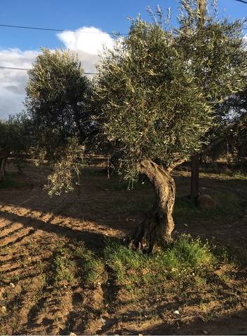 imagen 1 de Venta de olivar en Quintana De La Serena (Badajoz)