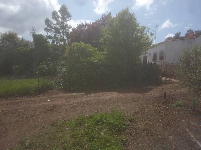 imagen 1 de Venta de olivar y casa rural en Salvaleón (Badajoz)