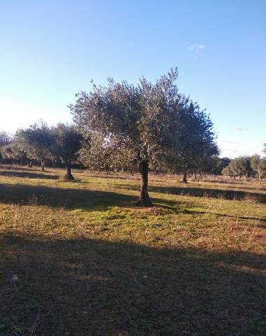 imagen 1 de Venta de olivar en La Nava de Santiago (Badajoz)