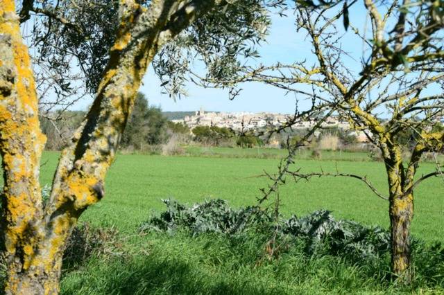 imagen 1 de Venta de finca en Montuiri (Mallorca)