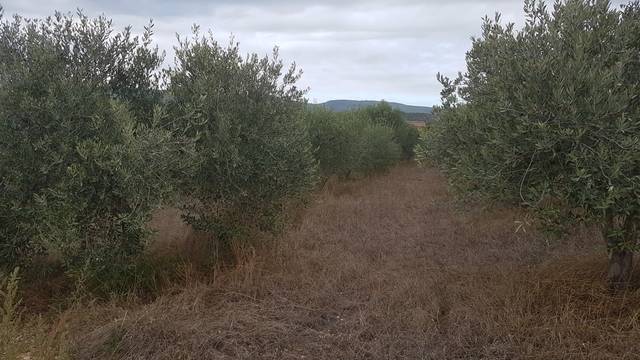 imagen 1 de Venta de bonita finca olivar y cultivo en Sant Martí Sarroca (Barcelona)