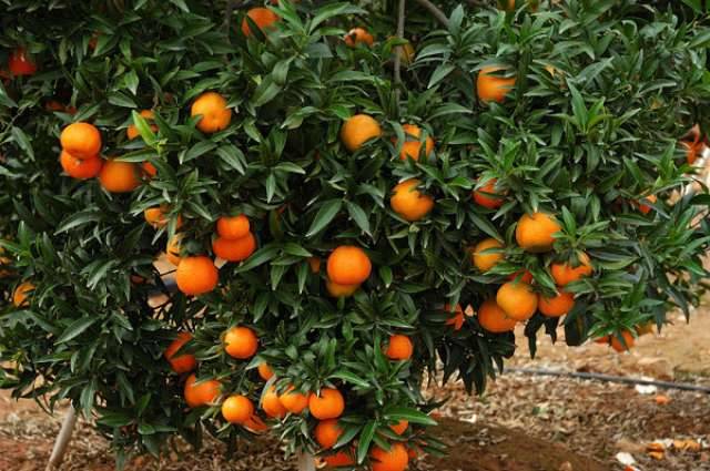 imagen 1 de Venta de preciosa finca de naranjos en Castellón de la Plana (Castellón)