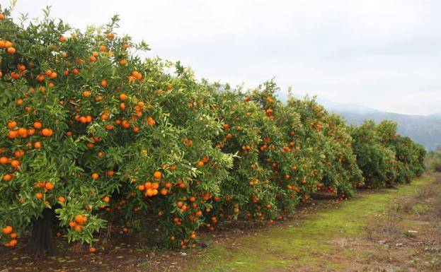 imagen 1 de Venta de campos de naranjos en Almenara (Castellón)