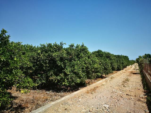 imagen 1 de Venta de finca de naranjos en Benicarló (Castellón)