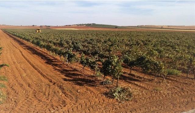 imagen 1 de Venta de finca olivar y viñedo en Valdepeñas (Ciudad Real)