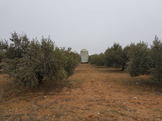 imagen 1 de Venta de finca olivar en Pedro Muñoz (Ciudad Real)