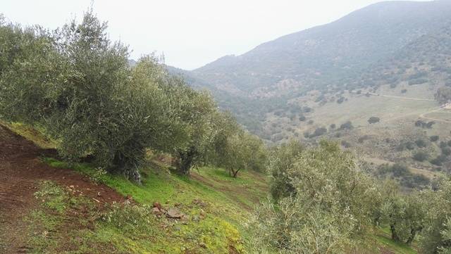 imagen 1 de Venta de olivar en Adamuz (Córdoba)