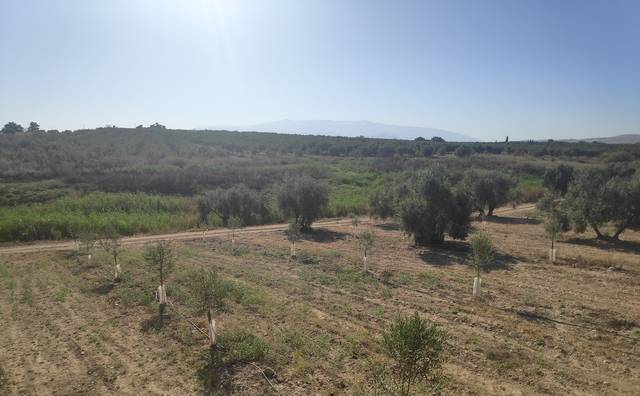 imagen 1 de Venta de estupendo olivar en Chimeneas (Granada)