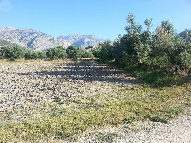 imagen 1 de Venta de olivar en Castril (Granada)