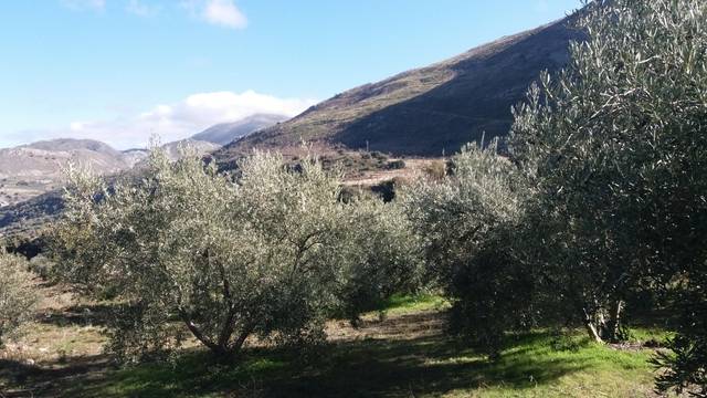 imagen 1 de Venta de finca con olivos en producción en Güejar Sierra (Granada)