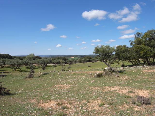 imagen 1 de Venta de campo olivar en Escariche (Guadalajara)