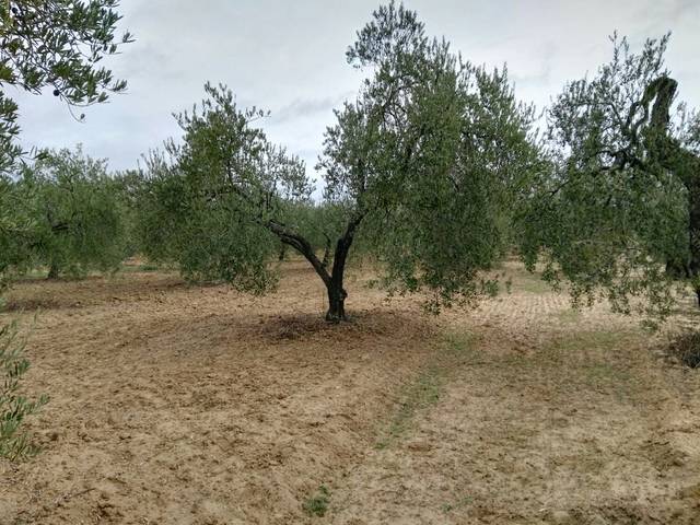 imagen 1 de Venta de olivar en Almonte (Huelva)