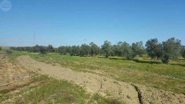 imagen 1 de Venta de finca olivar en La Palma del Condado (Huelva)