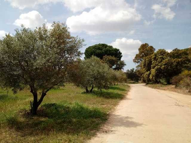 imagen 1 de Venta de finca olivar en Hinojos (Huelva)