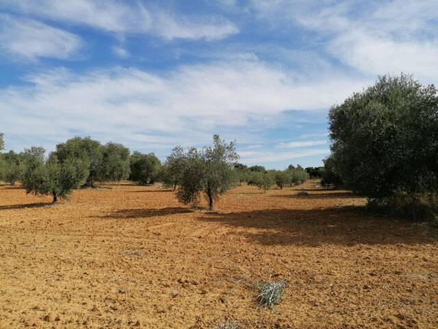 imagen 1 de Venta de campo olivar en Manzanilla (Huelva)