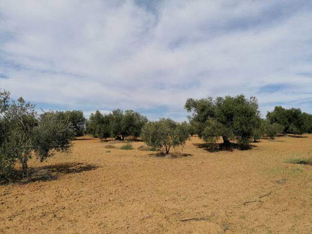 imagen 1 de Venta de campo olivar en Manzanilla (Huelva)