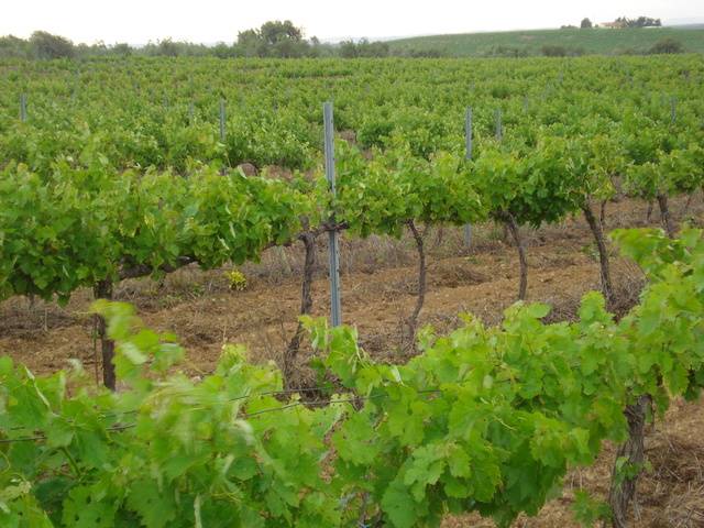 imagen 1 de Venta de magnífico viñedo en Barbastro (Huesca)