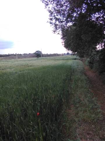 imagen 1 de Venta de terreno en Monzón (Huesca)
