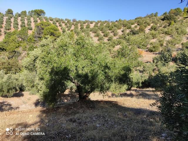 imagen 1 de Venta de olivar en Peñolite (Jaén)