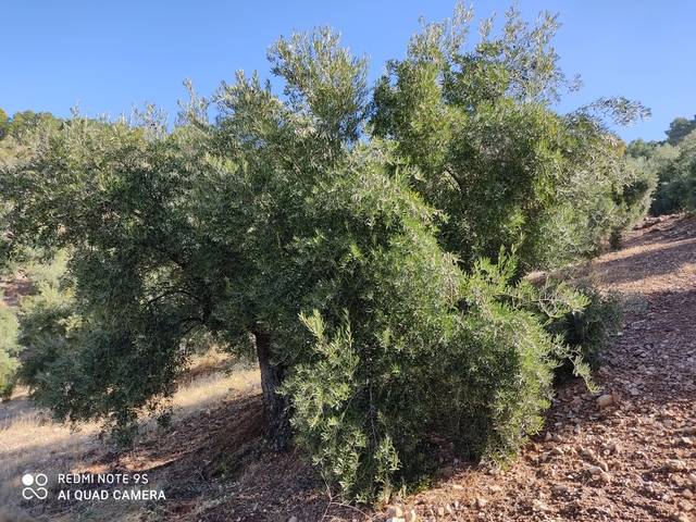 imagen 1 de Venta de olivar en Peñolite (Jaén)