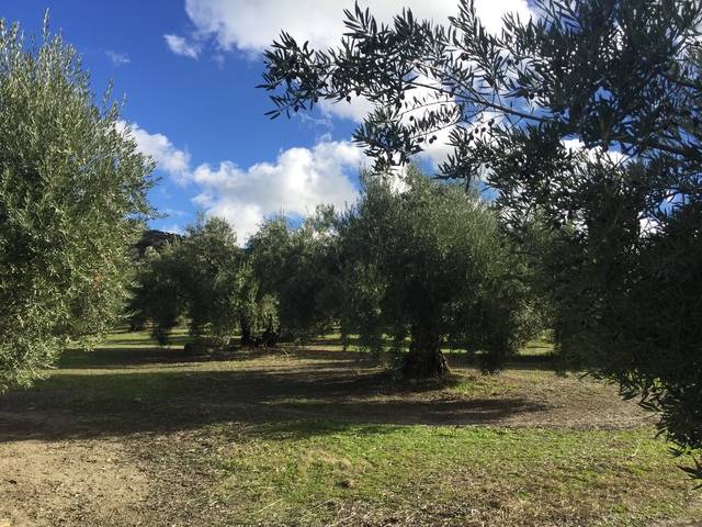 imagen 1 de Venta de magníficas fincas olivares en Alcalá la Real (Jaén)
