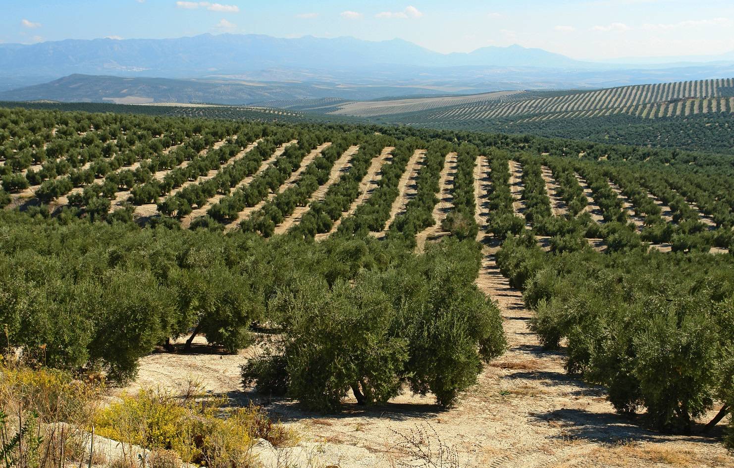 imagen 1 de Venta de fincas olivares en Villacarrillo (Jaén)