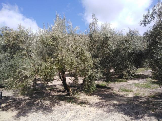 imagen 1 de Venta de campo de olivos en Noalejo (Jaén)