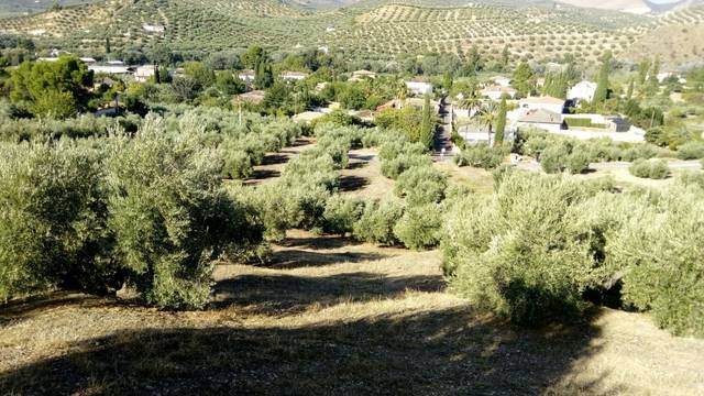 imagen 1 de Venta de finca olivar en paraje Morales (Jaén)