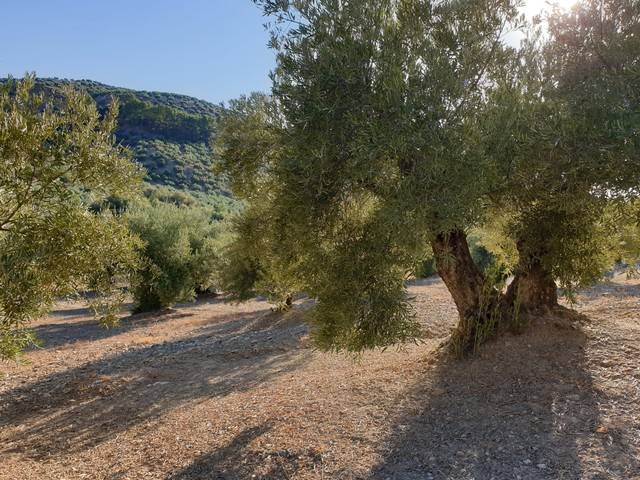 imagen 1 de Venta de olivar en Alcalá la Real (Jaén)
