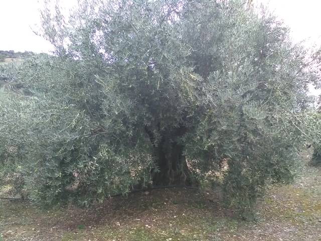 imagen 1 de Venta de finca olivar de regadío en Puerto Alto (Jaén)