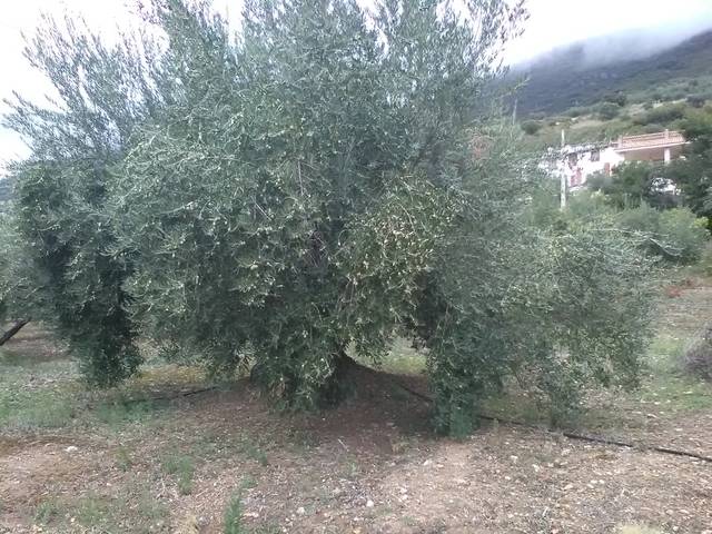 imagen 1 de Venta de finca olivar en Valdepeñas de Jaén (Jaén)