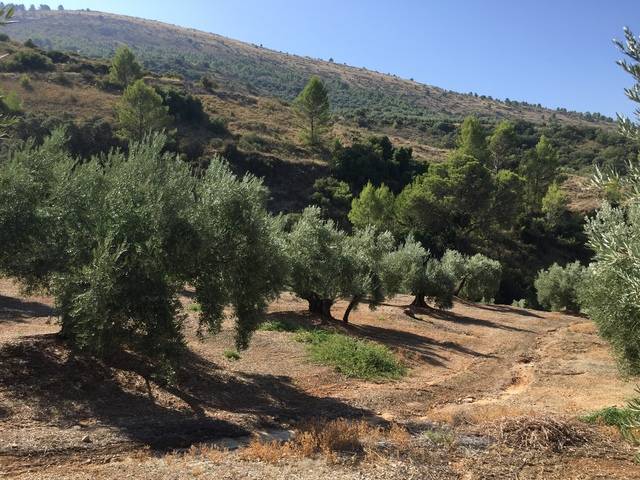 imagen 1 de Venta de finca olivar y cortijo en Jamilena (Jaén)