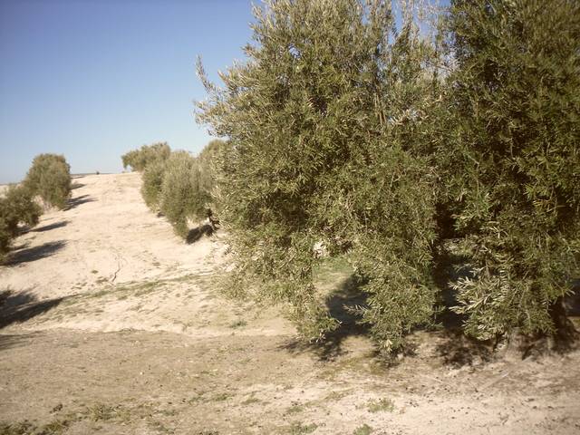 imagen 1 de Venta de olivar en Arjona (Jaén)