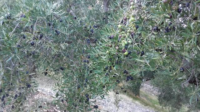 imagen 1 de Venta de campo en olivar en Pegalajar (Jaén)
