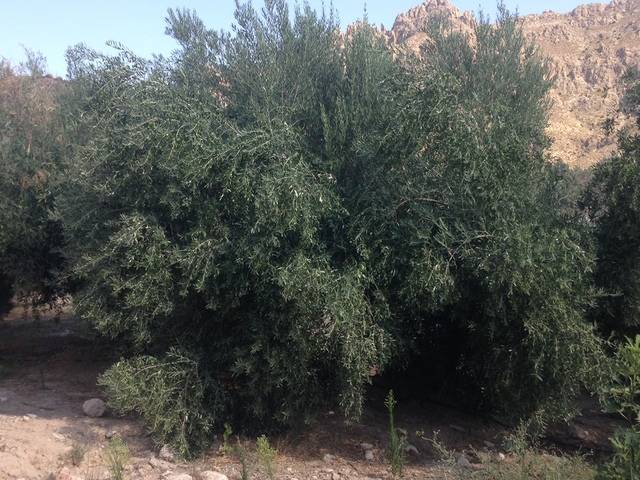 imagen 1 de Venta de olivar en Úbeda (Jaén)