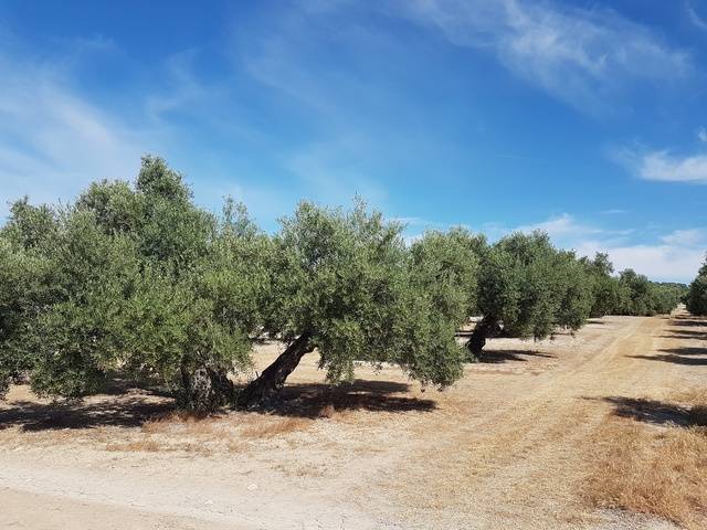 imagen 1 de Venta de olivar en Portachuelo, Úbeda (Jaén)