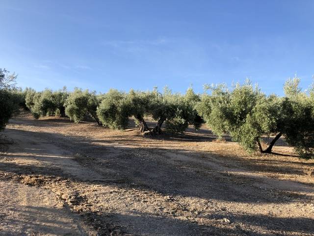 imagen 1 de Venta de finca olivar de riego en Torre del Campo (Jaén)