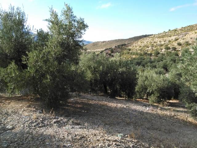 imagen 1 de Venta de finca de olivos en Bedmar (Jaén)