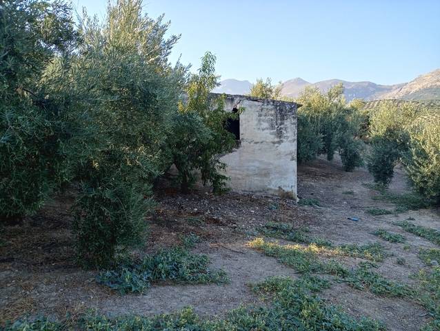 imagen 1 de Venta de finca en Bedmar (Jaén)