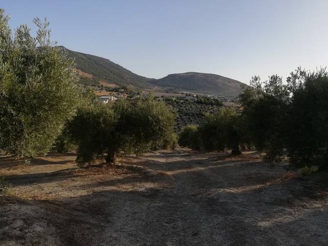 imagen 1 de Venta de olivar en Mancha Real (Jaén)