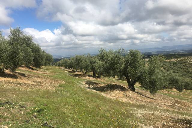 imagen 1 de Venta de campo olivar en Mancha Real (Jaén)