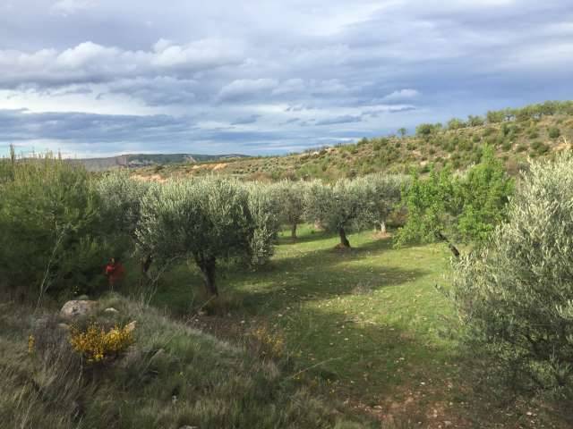 imagen 1 de Venta de finca olivar en Arnedo (La Rioja)