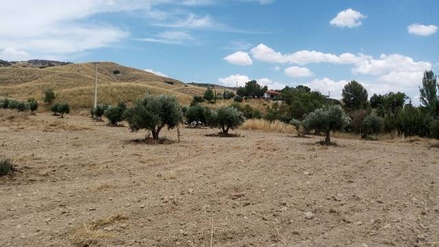 imagen 1 de Venta de campo olivar en Carabaña (Madrid)