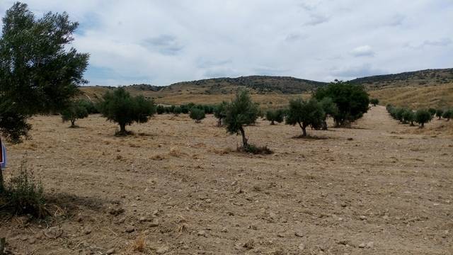 imagen 1 de Venta de campo olivar en Carabaña (Madrid)