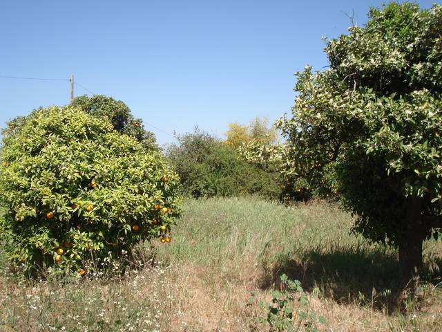 imagen 1 de Venta de finca olivar y frutales en Alhaurín el Grande (Málaga)